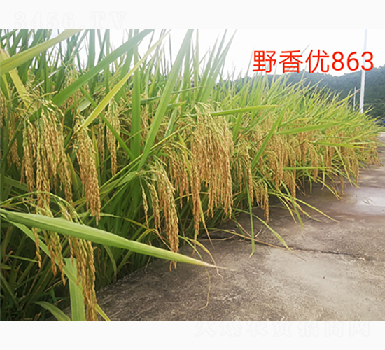 野香優(yōu)863-綠海種業(yè)