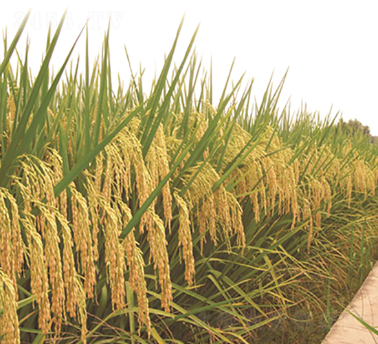 野香優(yōu)2998-綠海種業(yè)