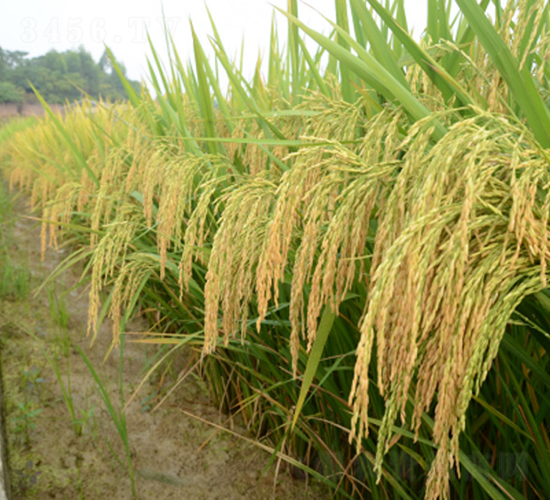 香占優(yōu)1號-綠海種業(yè)