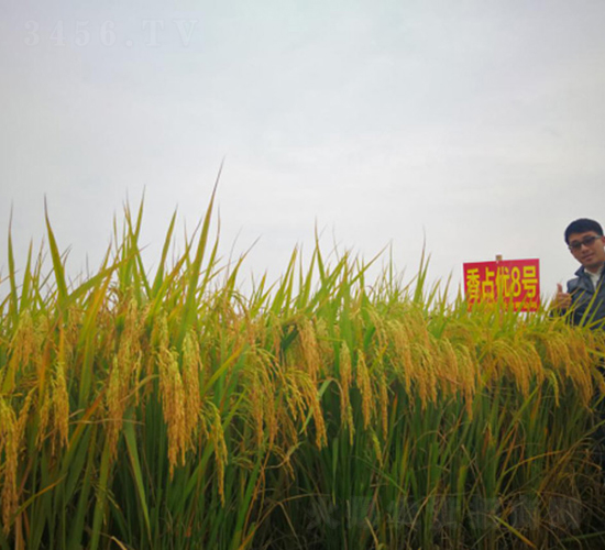 香占優(yōu)8號-綠海種業(yè)
