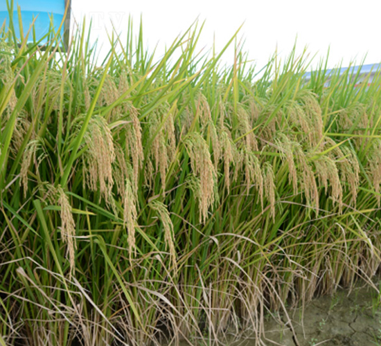 香占優(yōu)巴絲-綠海種業(yè)