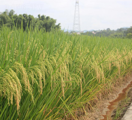 香占優(yōu)甜絲-綠海種業(yè)