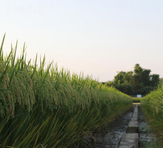 特優(yōu)2887-綠海種業(yè)