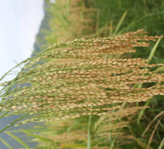 特優(yōu)919-綠海種業(yè)