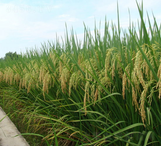 綠海優(yōu)5號-綠海種業(yè)