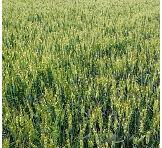 ¡ƽ899-�A��N�I(y��)