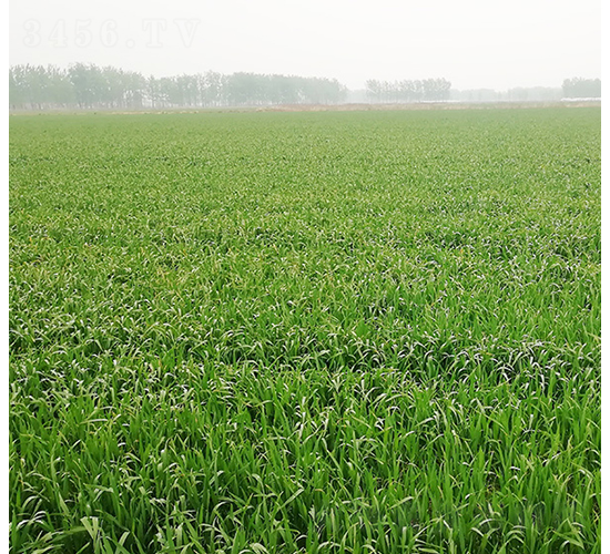 西農(nóng)20-華皖種業(yè)