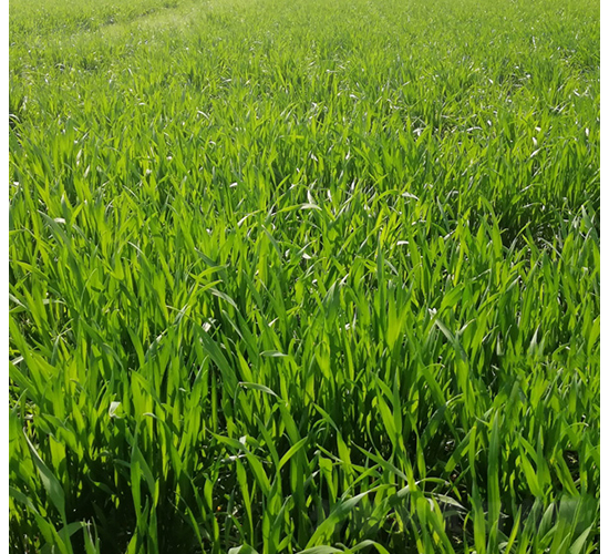 隆平麥6號(hào)-華皖種業(yè)