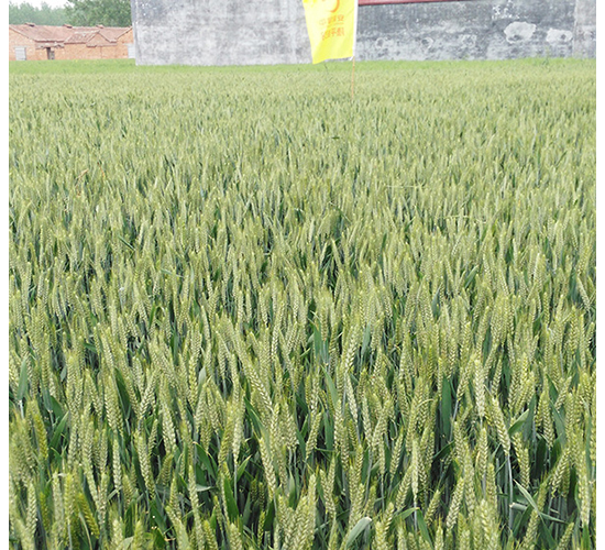 隆平麥518-華皖種業(yè)