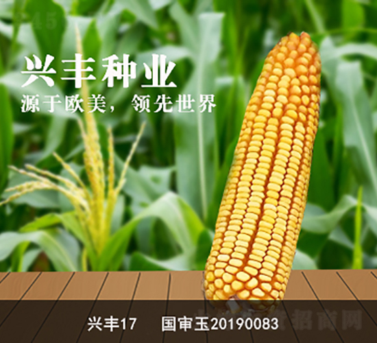 興豐17-興豐種業(yè)