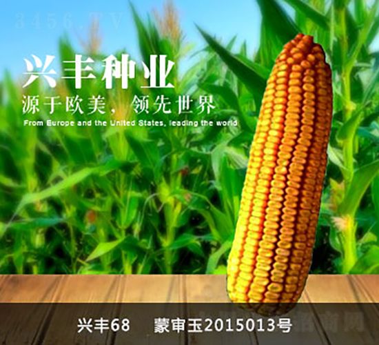 興豐68-興豐種業(yè)