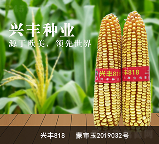 興豐818-興豐種業(yè)