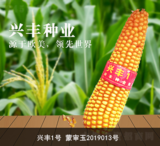 興豐1號-興豐種業(yè)