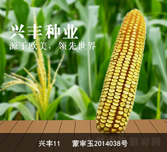 興豐11-興豐種業(yè)