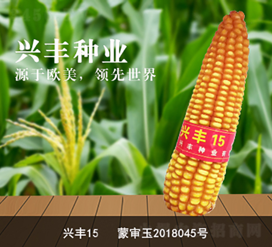 興豐15-玉米種子-興豐種業(yè)