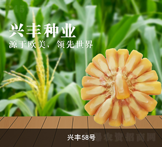 興豐58號-玉米種子-興豐種業(yè)