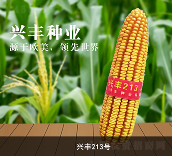 興豐213號(hào)-玉米種子-興豐種業(yè)