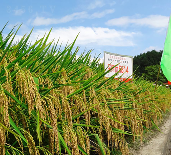 ��Ƀ�(y��u)5814-�s���е�-���A�N�I(y��)