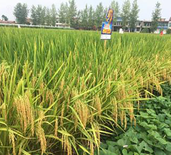 ¡�Ƀ�(y��u)1212-�s���е�-���A�N�I(y��)