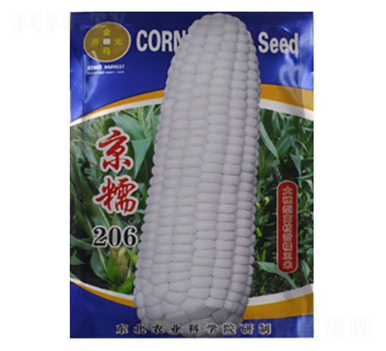 京糯2016-白糯玉米種子-金馬開元