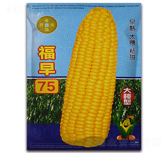福早75-玉米種子-金馬開元