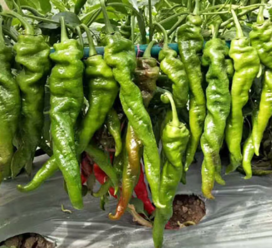 �]���N��-���R�_Ԫ