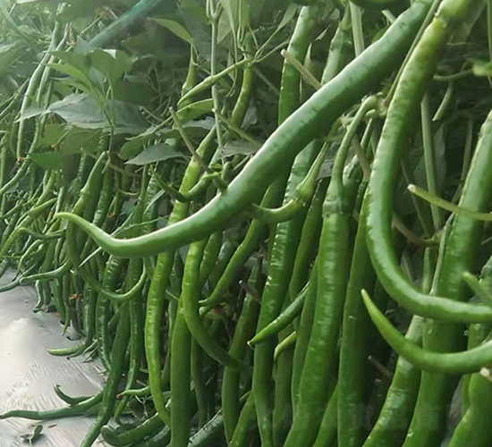 �M�ھ����N��-���R�_Ԫ