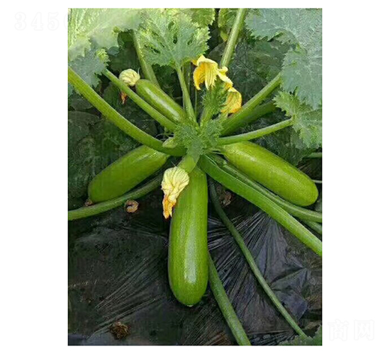 �~�ͺ�-�����J�N��-��V�r(n��ng)�I(y��)