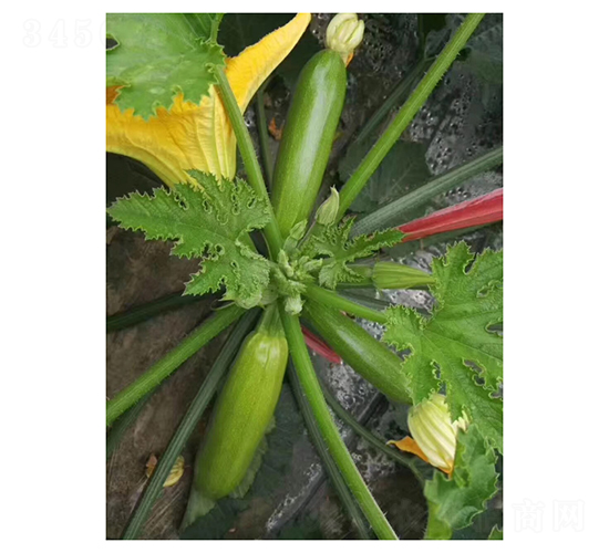 ���S-�����J�N��-��V�r�I(y��)