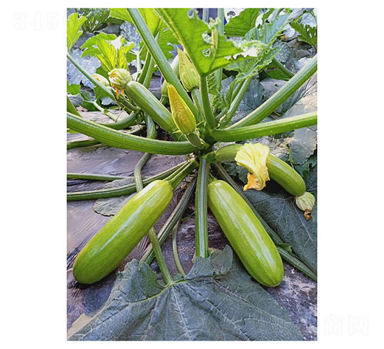 ��ӯ-�����J�N��-��V�r(n��ng)�I(y��)