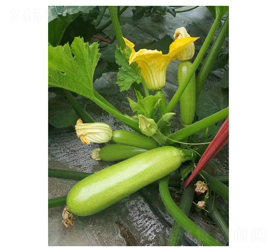 ����206-�����J�N��-��V�r�I(y��)