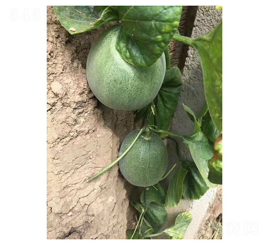 ���оGɫ��(j��ng)��-��ϷN��-��V�r(n��ng)�I(y��)