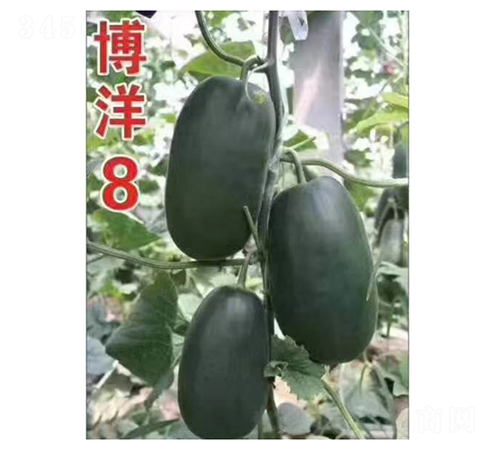 ����8-��ϷN��-��V�r(n��ng)�I(y��)