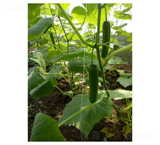 美笛-水果黃瓜種子-凌廣農(nóng)業(yè)