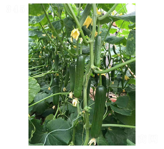 綠貝-水果黃瓜種子-凌廣農(nóng)業(yè)