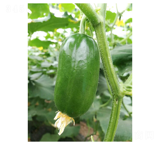 ��ͯ-ˮ���S�ϷN��-��V�r(n��ng)�I(y��)