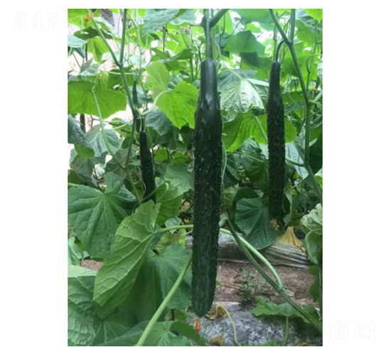 德瑞特D19-黃瓜種子-凌廣農(nóng)業(yè)