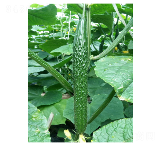 馳譽冬青-黃瓜種子-凌廣農(nóng)業(yè)