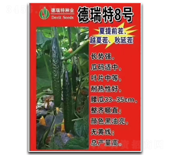德瑞特8號-黃瓜種子-凌廣農(nóng)業(yè)