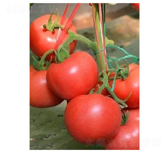 紅日6號(hào)-番茄種子-涑之畔農(nóng)業(yè)