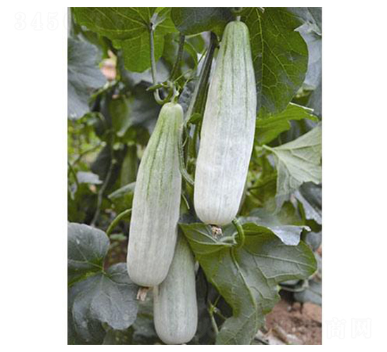 新改良羊角蜜-甜瓜種子-涑之畔農業(yè)