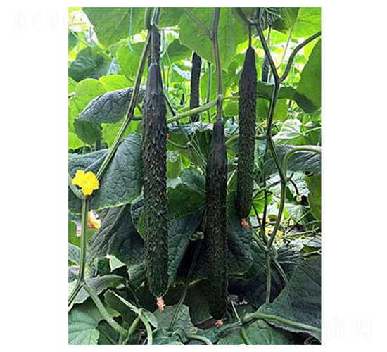 黃瓜一號(hào)-黃瓜種子-涑之畔農(nóng)業(yè)