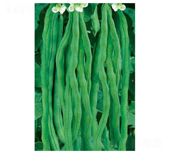 荷蘭精選架豆王-豆角種子-涑之畔農(nóng)業(yè)