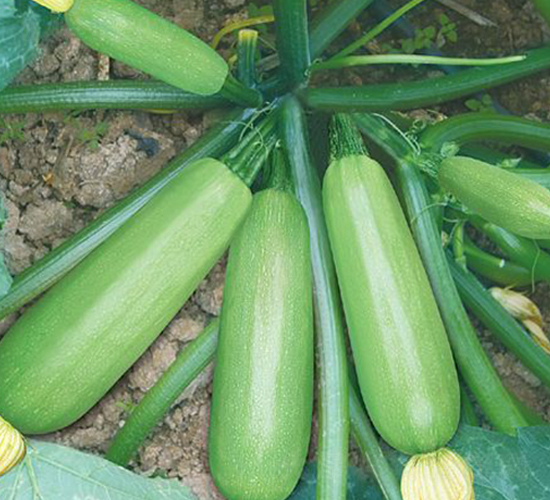 �����J�N��-��ϲ�r(n��ng)�I(y��)