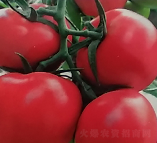 ��t�R�_(d��)��-���ѷN��-��ϲ�r(n��ng)�I(y��)