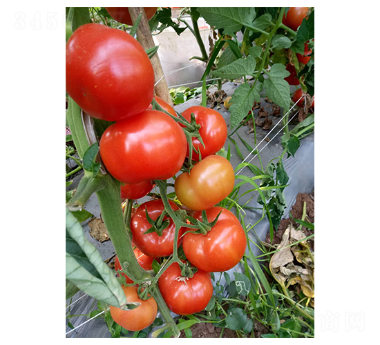 ��t��ɫ��A316-���ѷN��-��ϲ�r�I(y��)