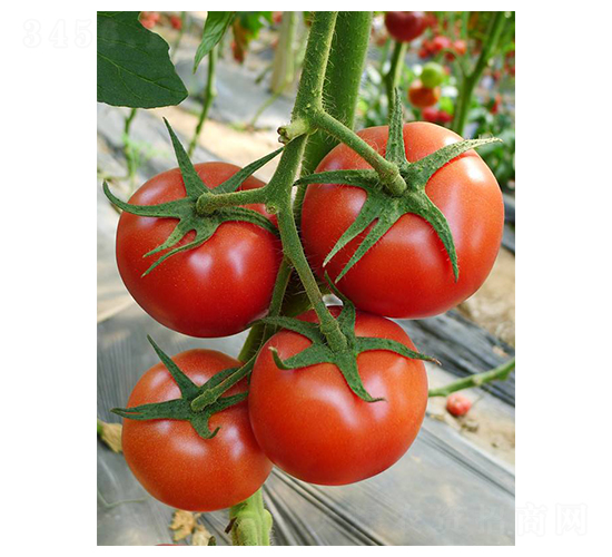 ��t��ɫ��A318-���ѷN��-��ϲ�r(n��ng)�I(y��)