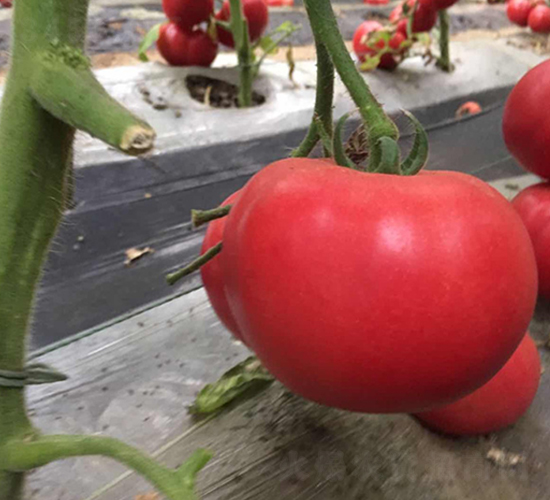 越夏專(zhuān)用-大粉番茄種-地喜農(nóng)業(yè)