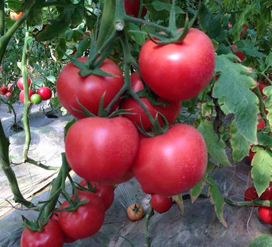 ���208���ѷN��-��ϲ�r�I(y��)