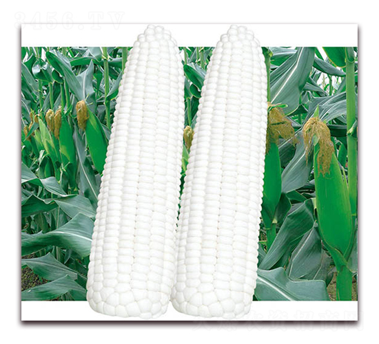 甜加糯碧嬌-白糯玉米種子-孚瑞祺